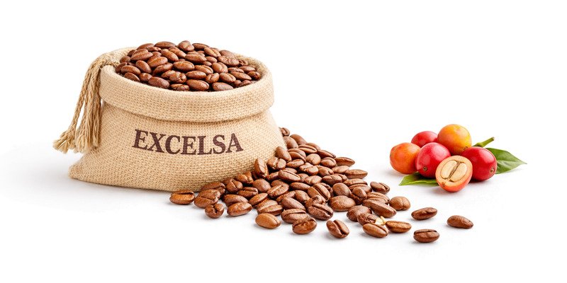 Granos de café Excelsa